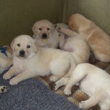 De pups zijn hier 4 weken oud