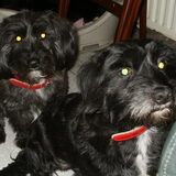 Naam:Roxy en Dribbel Geboorte datum:26-05-2006 Ras:kruising westy x…