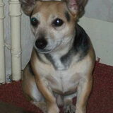Naam:Max Geboorte datum:11-12-2006 Ras:kruising chihuahua x jack russel…