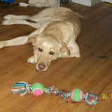 Naam:Kyna Geboorte datum:14-02-2005 Ras:Kruising labrador…