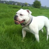 Foto van Melissa---Rocco&Lady