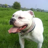 Foto van Melissa---Rocco&Lady
