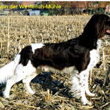 De vader van de pups