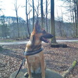 Myka in het Haagse Bos