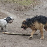 Foto van liesbeth,Turbo,Luna, Levi en Faith