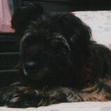Tara, onze eerste hond. Een kruising bouvier x herder. Ze werd 14 jaar…