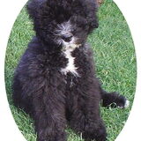 Wisky als pup (3e hond). Is helaas ook niet oud geworden, ook overleden…