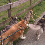 hier werd t ff druk.. ni problemo.. wij gaan wel door in de berm