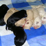 de 9 pups! 5 Wit, 2 zwart, 1 zwart met bruin en een wolf grijs.