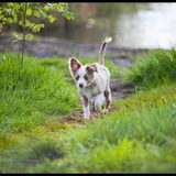 Foto van Hetty & Skipper