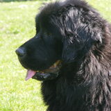 Foto van Inge, Rottweiler Nika & m'n Canadeesje(s)