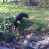 Foto van Sanne & Rottweiler Bo
