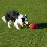 Bodhi met de Running Egg...