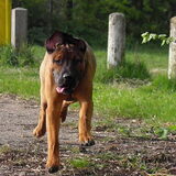 Foto van patricia,  *Spikey* Nino & Lola