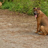 Foto van patricia,  *Spikey* Nino & Lola