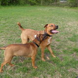 Foto van patricia,  *Spikey* Nino & Lola