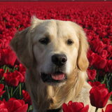 de tulpen zijn er weer...