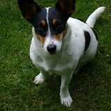 Mijn hondje Babs en ik