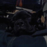 puppy pebbles