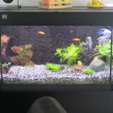 Foto van liesbeth,Turbo,Luna, Levi en Faith