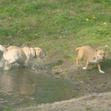 Foto van Lotte&Guus de Golden*