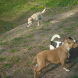 Foto van Lotte&Guus de Golden*