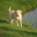 Foto van Lotte&Guus de Golden*