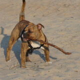 Zazou