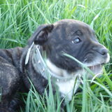 Lieve Luna in het gras