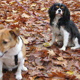 Links Pontus, rechts Friso, tijdens een wandeling in de Kaapse Bossen…