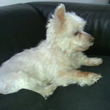 Foto van dolly14