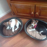 Punky En Blitz