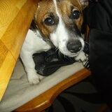Punky, hij doet niets stout hoor!