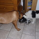 samen drinken uit 1 bakje