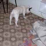 Onze nieuwkomer, floyd, aan zee in het hotel, druk bezig met drinken na…