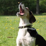 Foto van team Shadow