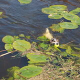 Een klein koppie boven water.