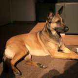 Lola, de anderhalfjarige mechelse herder van mijn ouders X