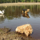 Foto van liesbeth,Turbo,Luna, Levi en Faith