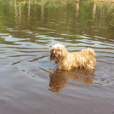 Foto van liesbeth,Turbo,Luna, Levi en Faith