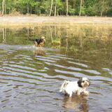 Foto van liesbeth,Turbo,Luna, Levi en Faith