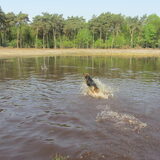 Foto van liesbeth,Turbo,Luna, Levi en Faith