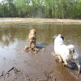 Foto van liesbeth,Turbo,Luna, Levi en Faith