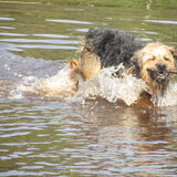 Foto van liesbeth,Turbo,Luna, Levi en Faith
