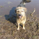 Foto van liesbeth,Turbo,Luna, Levi en Faith