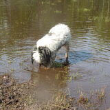Foto van liesbeth,Turbo,Luna, Levi en Faith