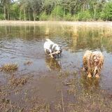 Foto van liesbeth,Turbo,Luna, Levi en Faith