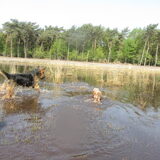 Foto van liesbeth,Turbo,Luna, Levi en Faith