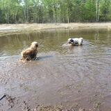 Foto van liesbeth,Turbo,Luna, Levi en Faith