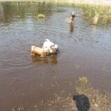 Foto van liesbeth,Turbo,Luna, Levi en Faith